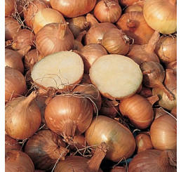 Cibuľa šalotka ´Golden Gourmet´, bal. 0,25 kg, 8/16 mm