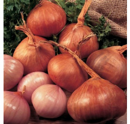 Cibuľa šalotka ´Red Sun´, bal. 0,25 kg, 8/16 mm