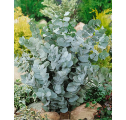 Eucalyptus cinerea ´Silver Dollar´/ Eukalyptus popolavý, K7