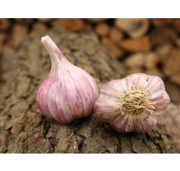 Allium sativum ´Slavin II´ / Sadbový cesnak, bal. 3 hlavičiek, 125 g