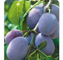 Prunus domestica ´Amers´ / Slivka, myr.