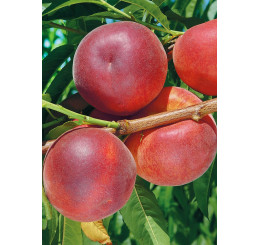 Prunus persica ´Stark Red Gold´ / Nektarinka, brosk. semenáč