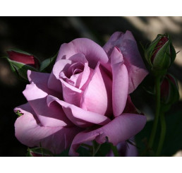 Rosa ´Sterling´ / Ruža čajohybrid fialová, krík, BK