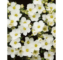 Arenaria montana ´Summer Lemon´ / Piesočnica horská, K9