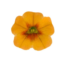 Calibrachoa Calipetite® Sunset Orange / Mnohokvetá petúnia, K7