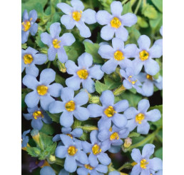 Sutera Bacopa ´Giga Blue´ / Bakopa fialovomodrá, bal. 3 ks, 3x K7