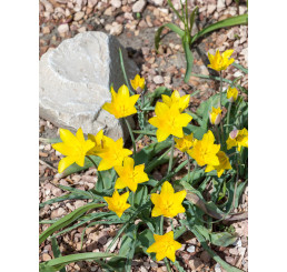 Tulipa ´sylvestris´ / Tulipán, bal. 7 ks, 6/+