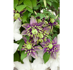 Clematis ´Taiga®´/ Plamienok plnokvetý, mladá r., K9