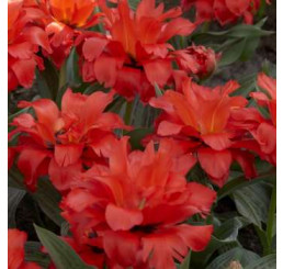 Tulipa ´Double Red Riding Hood´ / Tulipán ´Dvojitá Červená čiapočka´, bal. 5 ks, 12/+