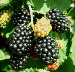 Rubus fruticosus ´Thornfree´ / Beztŕňová černica, 20 - 30 cm, K9