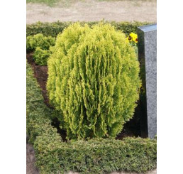 Thuja orientalis ´Aurea Nana´ / Tuja, 20 +cm, C3