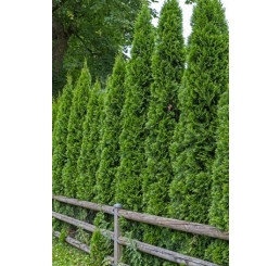 Thuja occidentalis ´Smaragd´ / Tuja smaragdová, 30-40 cm, C2