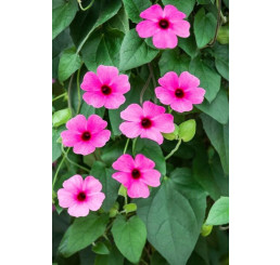 Thunbergia alata Sunny Susy ® ´Rose Sensation´ / Čiernooká Zuzana, bal. 6 ks, 6x K7