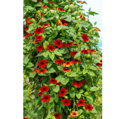 Thunbergia alata Sunny Susy ® ´Brownie´ / Čiernooká Zuzana, bal. 3 ks, 3x K7