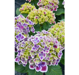 Hydrangea macr. bicolor ´Tivoli´/ Hortenzia dvojfarebná, 20-30 cm, C2