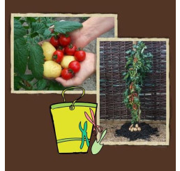 TomTato®, štepená r., K17