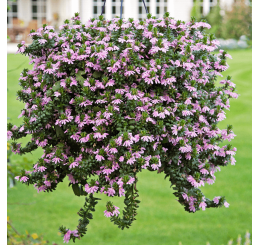 Scaevola WFL® Scalora Topaz Pink / Vejárovka , K7