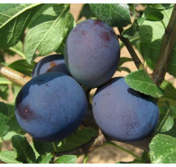 Prunus domestica  ´Tophit´ / Slivka jesenná veľkoplodá, myr.