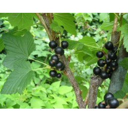 Ribes nigra ´Triton´ / Ríbezľa čierna, krík, 4-5 výh., VK