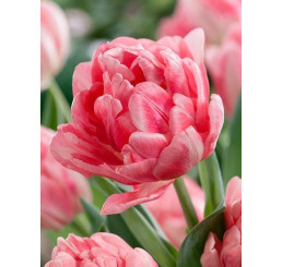 Tulipa ´Foxtrot´ / Tulipán, bal. 5 ks, 11/12