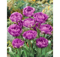 Tulipa ´Blue Wow´ / Tulipán, bal. 5 ks, 12/+