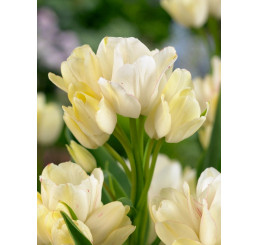 Tulipa ´Candy Club´ / Tulipán, bal. 5 ks, 11/12