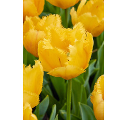 Tulipa ´Crystal Star´ / Tulipán, bal. 5 ks, 11/12