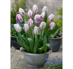 Tulipa ´Flaming Flag´ / Tulipán, bal. 5 ks, 11/12