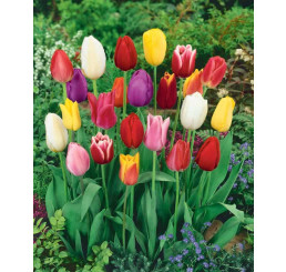Zmes Darwin tulipánov, bal. 10 ks, 11/12