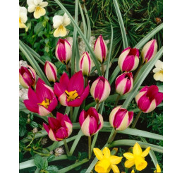 Tulipa humilis ´Persian Pearl´ / Tulipán, bal. 5 ks, 6/+