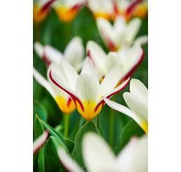 Tulipa ´The First´ / Tulipán, bal. 5 ks, 12/+