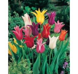 Tulipa Lilyflowering Mix / Zmes ľaliokvetých tulipánov, bal. 7 ks, 11/12