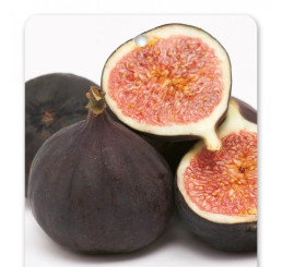 Ficus carica ´Turca´ / Čiernoplodý figovník, 20-40 cm, C1