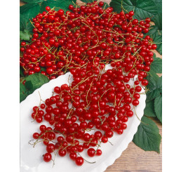 Ribes rubrum ´Jonkheer van Tets´ / Červená ríbezľa, 100-125 cm, krík, C12