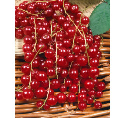 Ribes rubrum ´Jonkheer van Tets´ / Červená ríbezľa, krík, K9