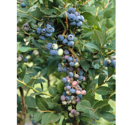 Vaccinium corymb. ´Brigitta Blue´ / Kanad. čučoriedka, 60/80, K16
