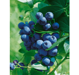 Vaccinium myrtillus / Pravá lesná čučoriedka, K11