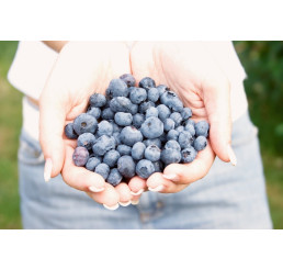 Vaccinium corymb. ´Polaris´®/ Kanad. čučoriedka, 30-40 cm, K14