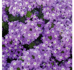 Verbena Vera® Lavender / Verbena fialová, K7