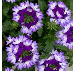 Verbena Vera Blue Bicolor / Verbena dvojfarebná, K7