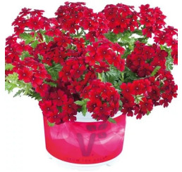 Verbena Vectura®´Dark Red´ / Verbena kompaktná, bal. 6 ks, 6x K7