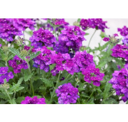 Verbena pac® Vera Deep Blue / Verbena fialovomodrá, bal. 6 ks sadbovačov