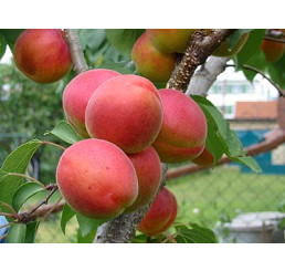 Prunus armeniaca ´Vesna´ / Marhuľa, St. Julien