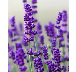 Lavandula angustifolia Vienco® ´Purple´/ Levanduľa úzkolistá, K9