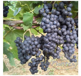 Vitis vinifera ´Rošfor´ / Stolové hrozno / Vinič , C1