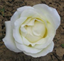 Rosa ´Climbing Virgo´ / Ruža popínavá biela, C2