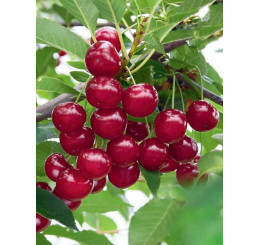 Prunus cerasus ´Nana´ / Višňa, mahalebka