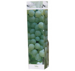 Vitis vinifera ´White´ / Stolové hrozno / Vinič biely, K9