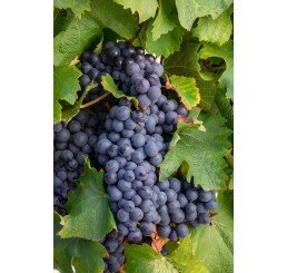 Vitis vinifera ´Isabella´ / Stolové hrozno / Vinič modrý, C2
