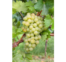 Vitis vinifera ´Iza Zaliwska´ / Stolové hrozno / Vinič, C2